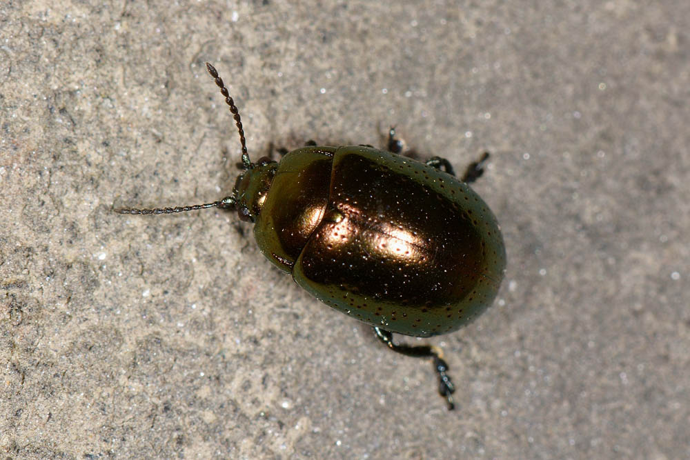 Chrysolina hyperici? S.